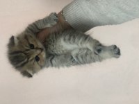 Scottish fold ve scottish blue point 1-2 aylık yavru