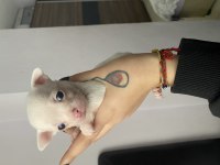 Safkan chihuahua yavruları
