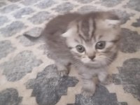 2 yavru 1 erkek 1 dişi scottish fold