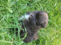 Pomeranian boo yavru