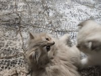 British longhair lilac yavrularımız