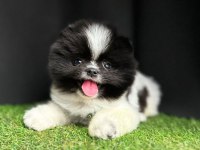 Sevimli Pomeranian Boo Yavrularımız