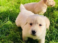 Baby face en iyisinden isteyenler için golden retriever
