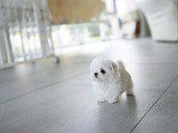 Kore Mikro Boy Maltese Alissa