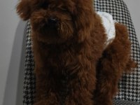 Erkek teacup Kore poodle