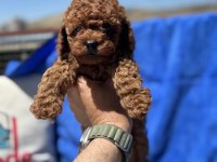 Ankaranın en özel toy poodle yavruları 