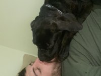 Orjinal safkan dişi cane corso