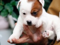 FCI Şecereli Safkan Erkek Jack Russell Terrier