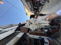 Dünyalar güzeli dişi pomeranian boo 1 yaşında