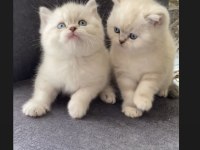 SAFKAN AYI SURAT GOLDEN POİNT BRİTİSH SHORTHAİR BEBEKLER