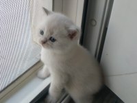 British Shorthair Safkan 1.5 Aylık