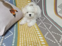 Kore maltese bebekler