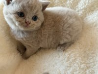 Safkan British Shorthair Fawn Dişi