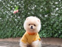 3 Aylık Erkek Pomeranian Ruby
