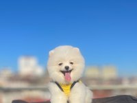 Orjinal spitz olmayan pomeranian boo cinsi çocuklar