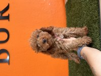 Antialerjik Tüy Yapısına Sahip Toy Poodle