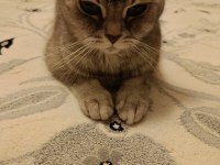Ücretsiz Dişi British shorthair