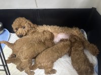 Dişi Erkek Toy Poodle Yavrularımız
