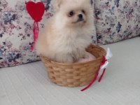 1 Erkek ve 2 Dişi Pomeranian Boo Yavrular