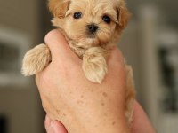 Maltipoo yavrularımız teacup sıfır boy
