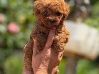 Toy Poodle Bebişler