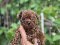 EXOTİC PET CLUB GÜVENCESİYLE HEMEN TESLİM POODLE YAVRULAR