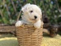 Kar Beyaz Maltese Terrier Yavrular