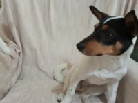 KÖPEĞİMİZE YUVA ARIYORUZ