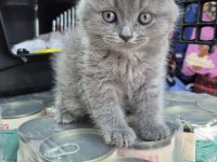 Son Kalan Scottish Fold Yavrumuz Yeni Yuvasını Bekliyor