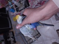 Muhabbet Kuşları