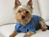 Yorkshire terrier köpeğimiz