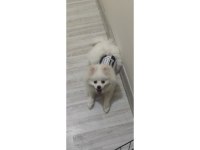 Damızlık Pomeranian Dişi Eğitimli 10 Aylık