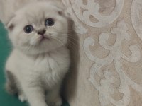 Scottish fold yavru