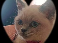 Ücretli sahiplendirme scottish fold