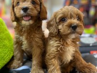Tüy Dökmeyen Hipoalerjenik Saf Kan Maltipoo Yavrular