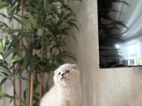 SCOTTISH FOLD SILVER YAVRULARIMIZ