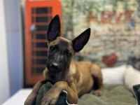 Belçika kurdu dişi yavrumuz @petclubadanaa