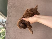 KORE KAN POODLE ERKEK BEBEK
