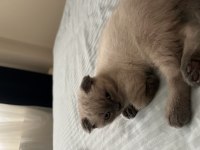 2 tane 2 aylık yavrulardır scottish fold