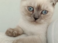 Scottish Blue Point
