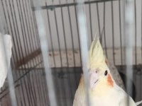 1 çift sultan papağanı yuva hazırlığı yapmakta