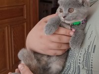 Scottish fold 3 aylık dişi