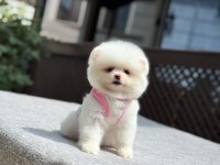 Sağlık Ve Irk Garantili Pomeranian Boo Köpeği