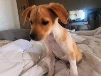Jack Russell ile Pinscher Melezi