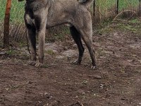 SİVASIN DEV KANGAL KÖPEKLERİ