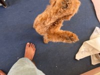 Acil cipli 8 aylık poodle