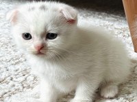 Scottish Fold ve british Shorthair yavrular