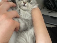 British Longhair 4 aylık