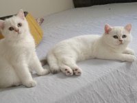 3 bucuk aylık dısı brısth shorthaır kardesler