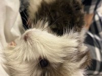 Sütten kesilen ginepig bebekler